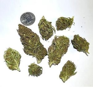 Koop OTTO X Cherry CBD Hennepbloem Online